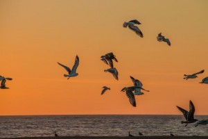 IMG_0898 